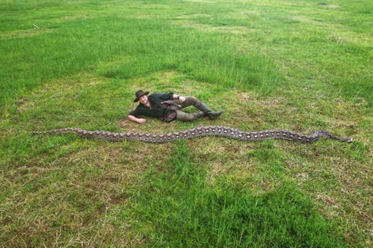 Un serpent sauvage record du monde découvert : la « Baronne » mesure plus de 7 mètres de long (et vit désormais dans un sanctuaire)