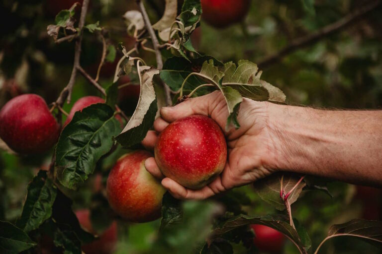 Pourquoi choisir des pommes biologiques (surtout si elles sont cultivées avec passion)