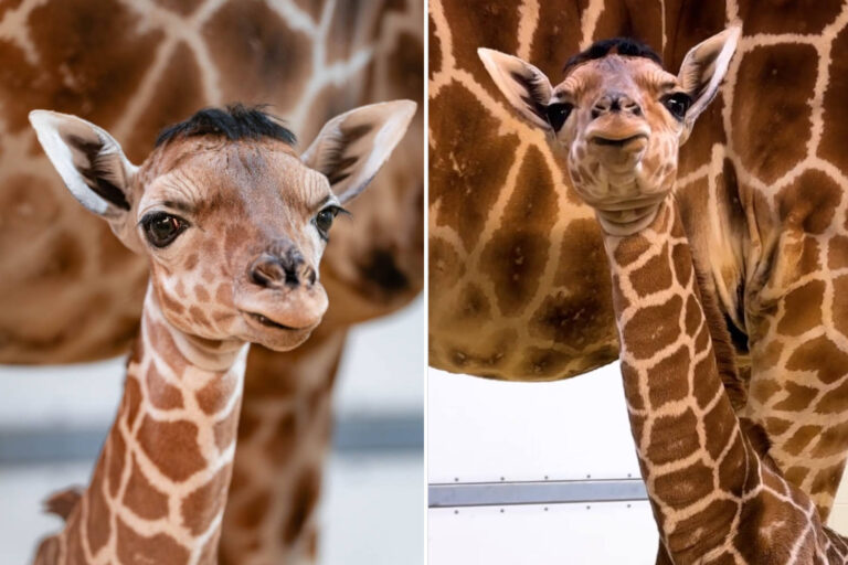 Eugène, le doux bébé girafe à la touffe négligée a conquis tout le monde (mais vivra éternellement dans un zoo)