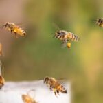 Des abeilles extraordinaires ! Ils savent vraiment compter : ils ne se contentent pas de reconnaître des formes, mais traitent des informations numériques complexes
