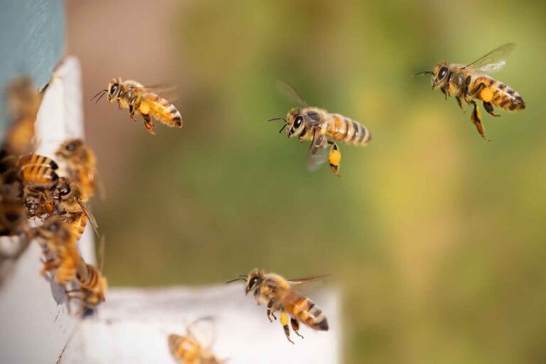 C'est facile de parler d'abeilles : une étude estime qu'il existe jusqu'à 26 000 espèces (et nous ne les découvrirons peut-être jamais toutes)
