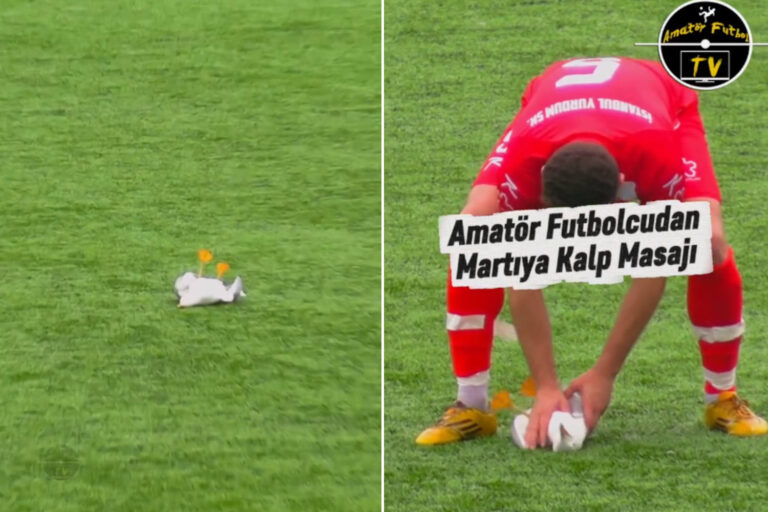 Une mouette touchée par un ballon tombe au sol : l'incroyable disponibilité d'un footballeur qui lui fait un massage cardiaque (et le sauve)