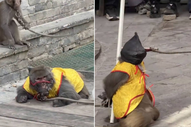 Horreur en Chine, des singes obligés de se produire enchaînés et cagoulés pour les familles : arrêtez les spectacles (grâce aux protestations sociales)