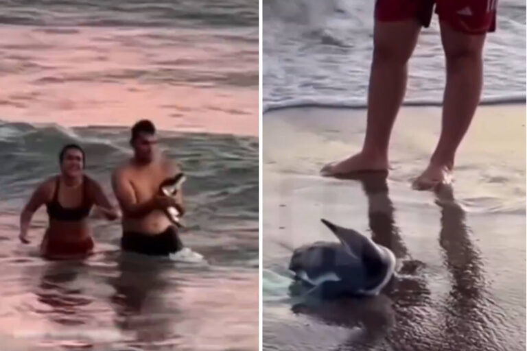 Un couple de touristes traîne un pingouin hors de l'océan : la vidéo du geste irresponsable (et dangereux) suscite la polémique