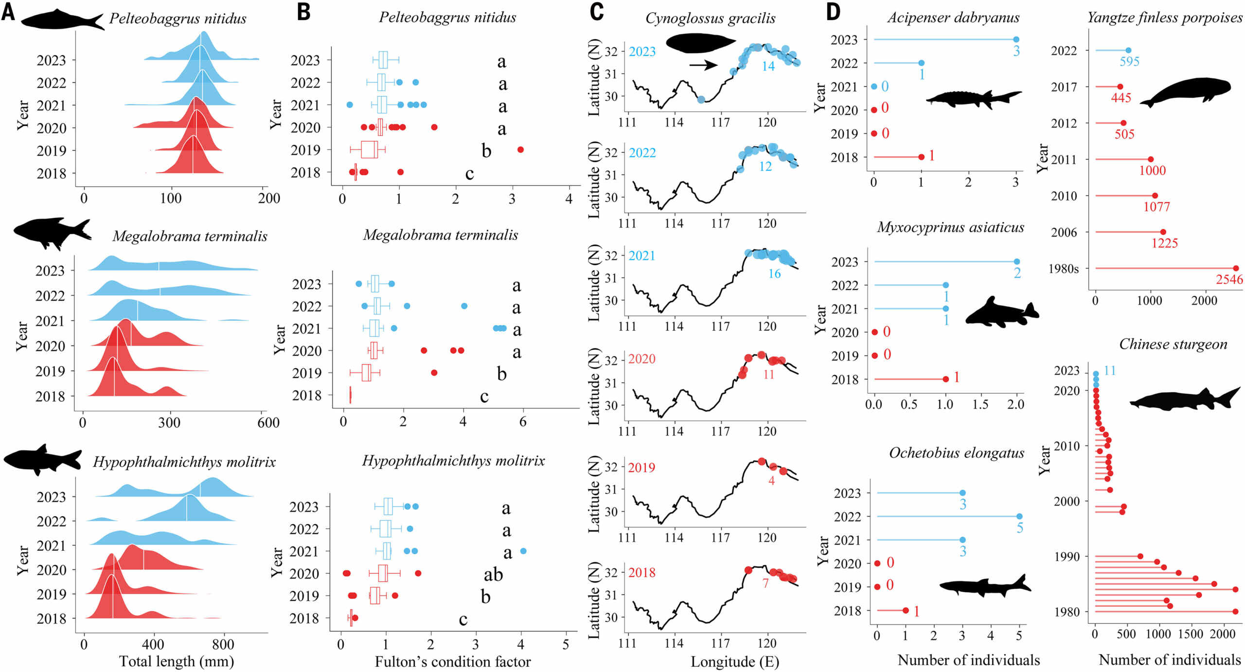 poisson de rivière bleu