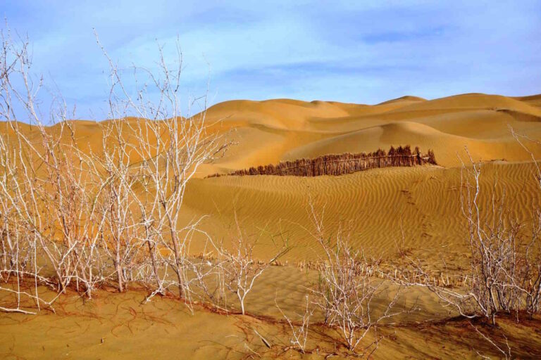Des scientifiques chinois transforment les dunes du désert en sol fertile grâce à d’anciens microbes