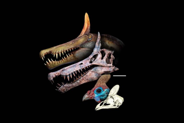 Un dinosaure encore plus gros que le T-Rex découvert dans le désert du Sahara