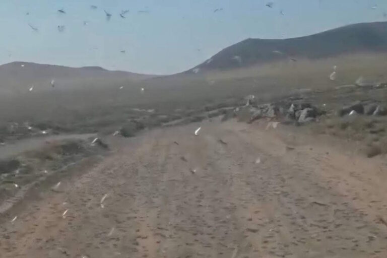 Nuées de criquets de l'Afrique aux îles Canaries : pourquoi la FAO parle de « fléau migratoire le plus destructeur »