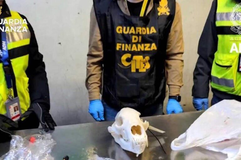 Choc à l'aéroport de Malpensa : saisie du crâne d'un ours brun enfermé dans un colis (étiqueté « trophée de chasse »)