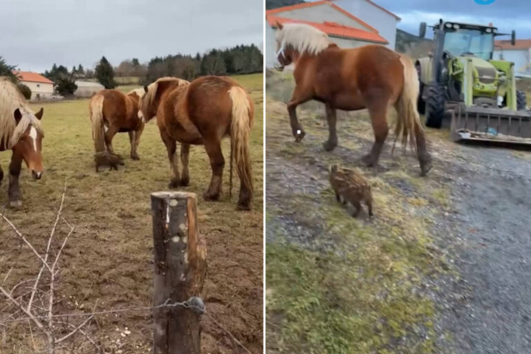 La douce amitié entre Babe, un sanglier orphelin, et une jument (qui le protège comme si elle était son poulain)