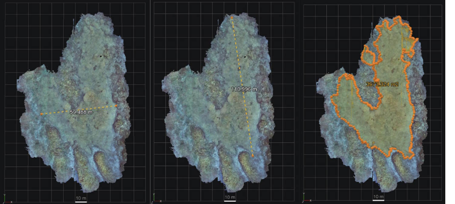la plus grande colonie de corail au monde