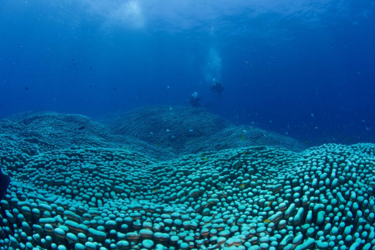 Comme c'est merveilleux ! Mère et fille découvrent la plus grande colonie de corail du monde lors d'une plongée