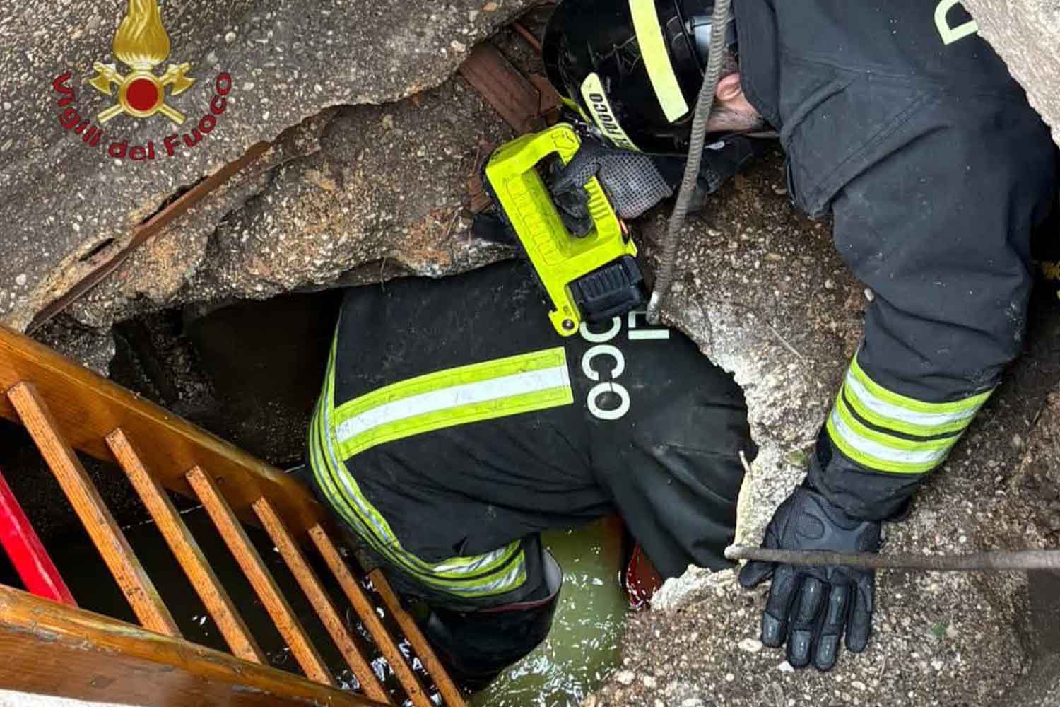 Veau marin dans les égouts