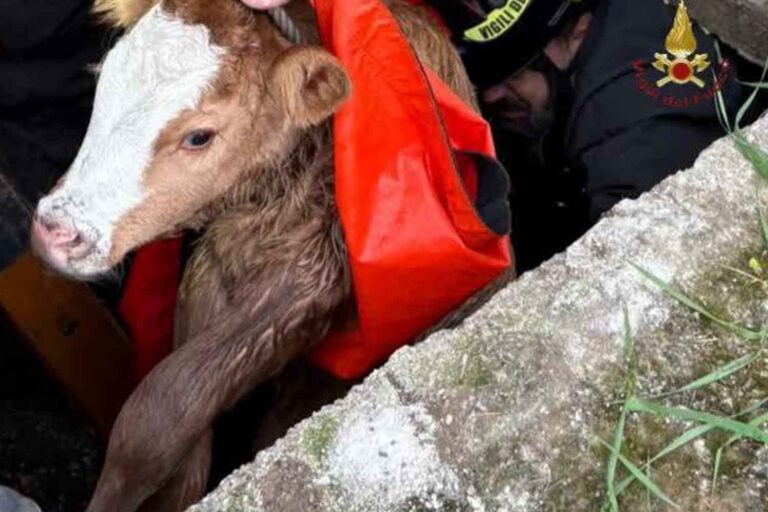 Vitello tombe dans les égouts de Marino : récupéré vivant par les pompiers