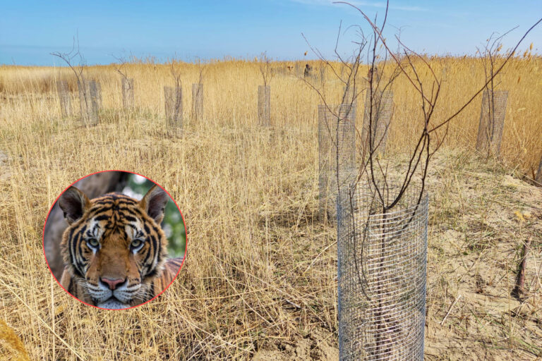 Le Kazakhstan plante des milliers d'arbres pour réintroduire les tigres (disparus depuis plus de 70 ans)