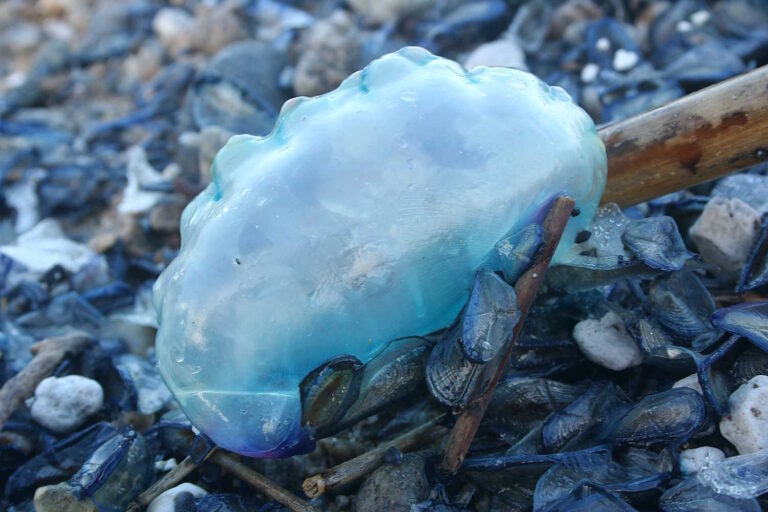 « Il y a un extraterrestre tropical dans le détroit de Messine » : la dangereuse Caravella portugaise repérée le long des côtes de Calabre