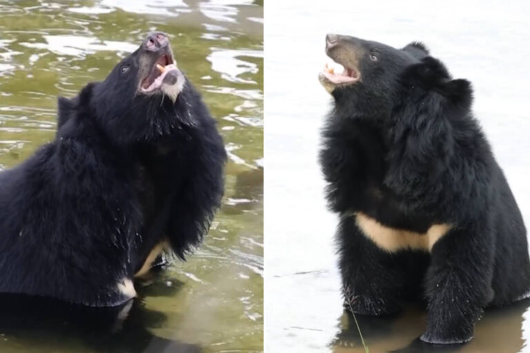 Le passionnant retour à la vie de Sky, l'ours piégé depuis des années dans les cruelles fermes à bile (encore légales au Vietnam)