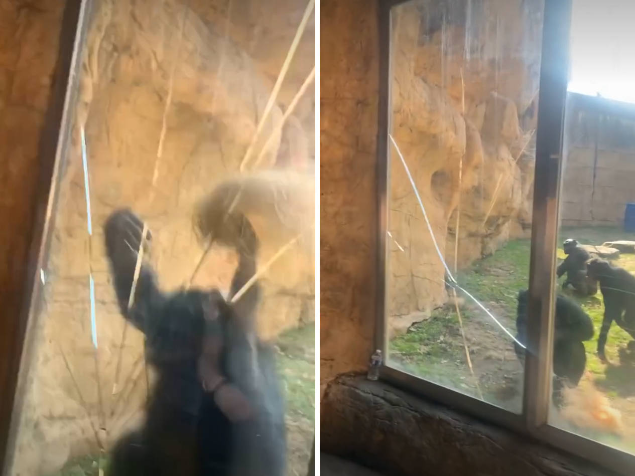 Bonobo brise la vitre de l'enclos du zoo de Memphis : il a été provoqué par un groupe d'adolescents