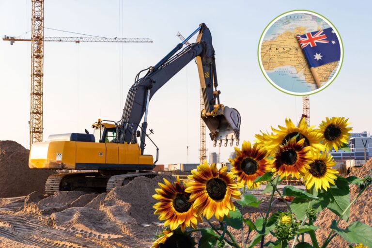 En Australie, ils plantent des tournesols sur des sites industriels pour nettoyer le sol des métaux lourds
