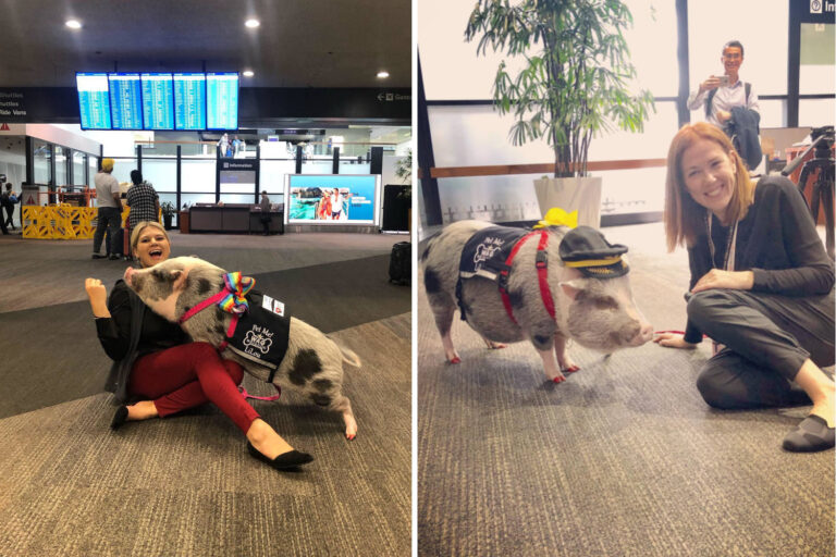 LiLou, le cochon engagé pour lutter contre l'anxiété et le stress des passagers de l'aéroport de San Francisco