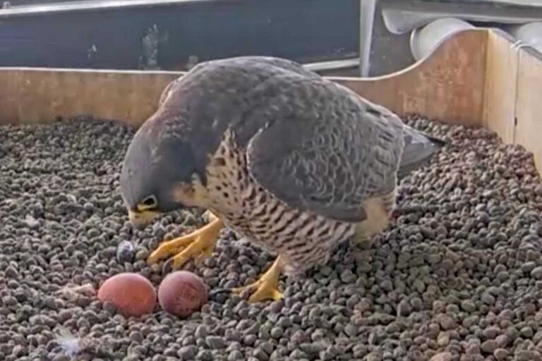 Giò et Giulia, les faucons pèlerins les plus appréciés d'Italie, sont de retour au Pirellone de Milan pour nicher : les premiers œufs ont été pondus (et vous pouvez suivre la retransmission en direct)