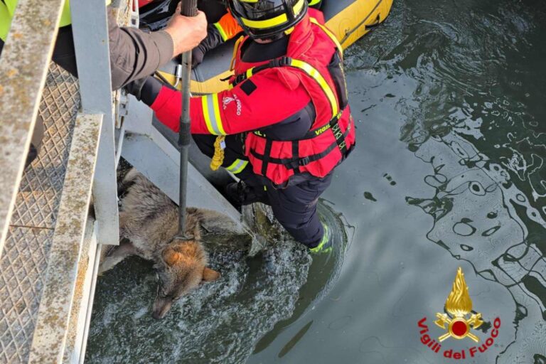 Lupa reste coincée dans un canal : regardez le sauvetage passionnant des pompiers de San Giovanni Lupatoto