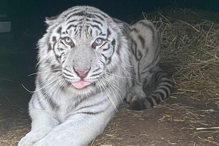 Des décombres de la guerre à une nouvelle vie : la renaissance d'Aleks, le très rare tigre blanc sauvé en Ukraine