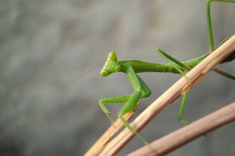 Pourquoi la mante religieuse mange-t-elle le mâle ?