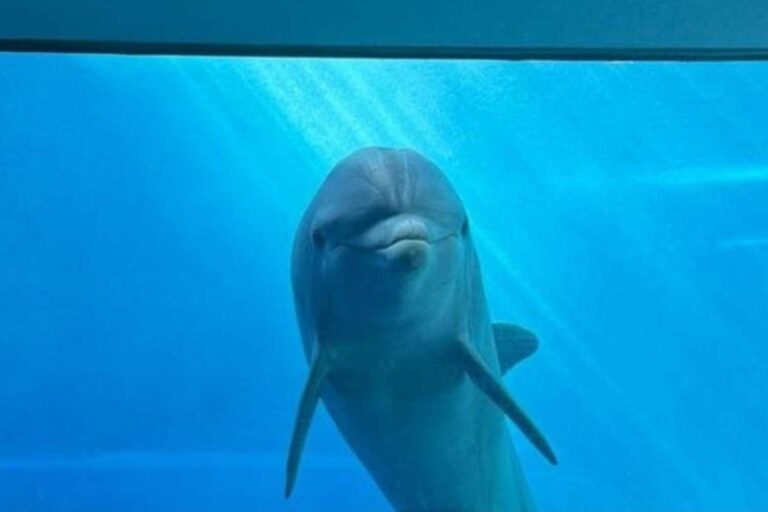 Le dauphin Luna est mort subitement à l'aquarium de Gênes (dans un aquarium pendant 10 ans) : les causes du décès sont un mystère