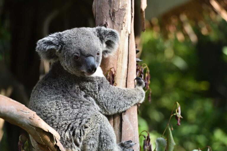 Le paradoxe du koala : je vous explique comment ils réécrivent les règles de conservation