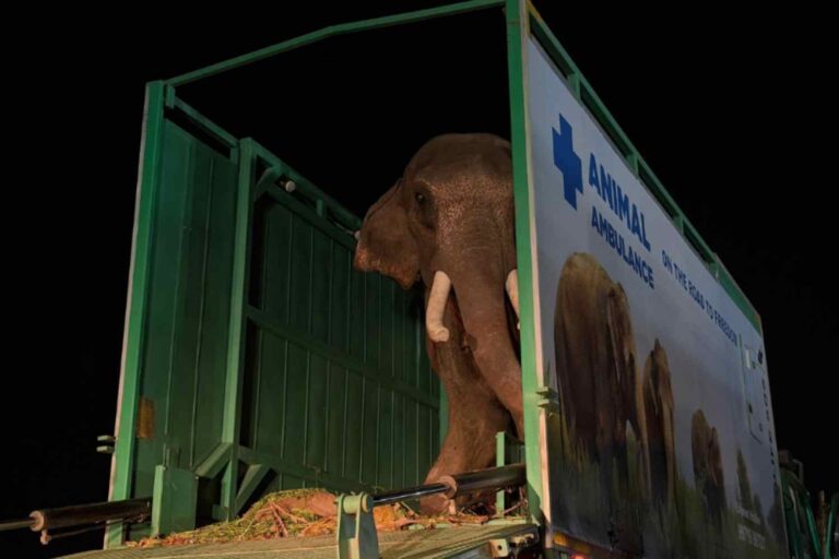Une nouvelle ambulance pour éléphants entre en action en Inde : regardez le premier sauvetage passionnant d'un pachyderme blessé