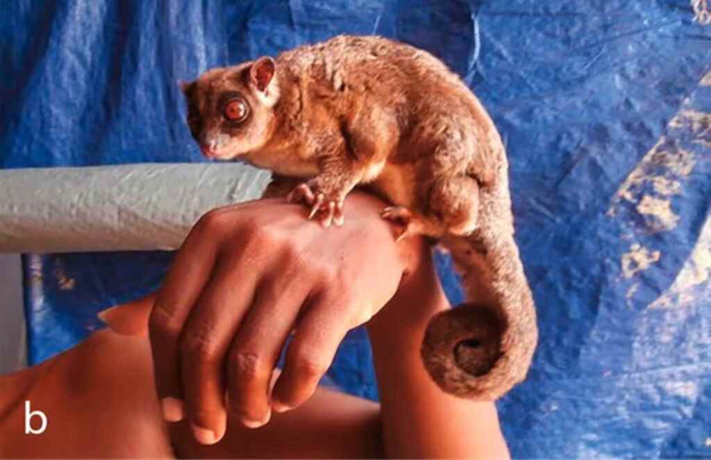 Marsupiaux disparus 2