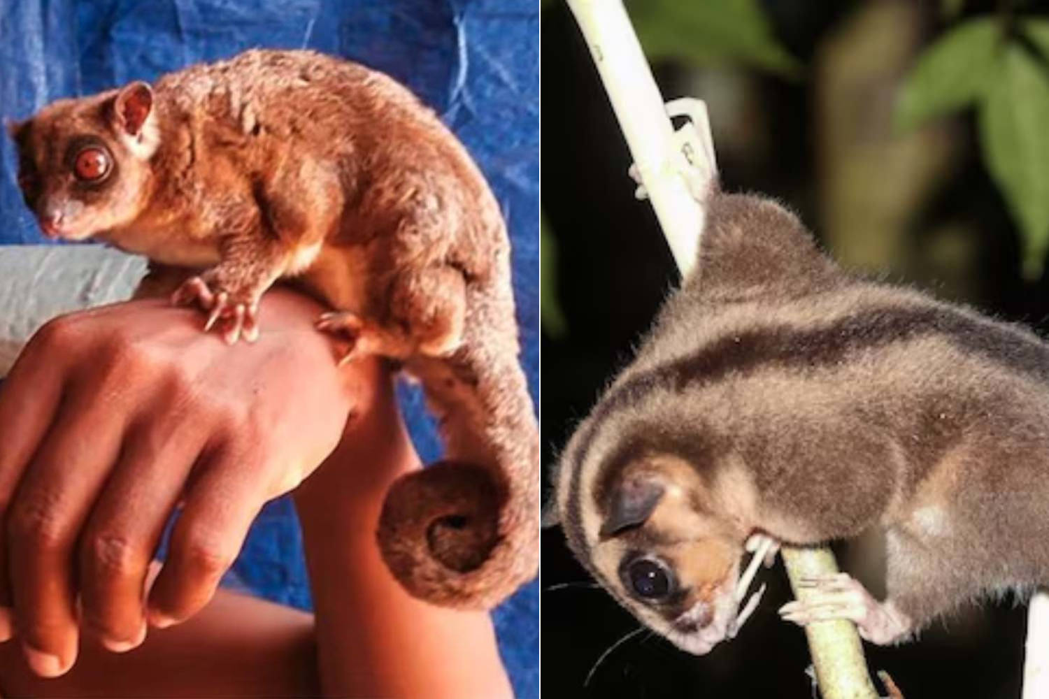 Considérés comme éteints depuis 6 000 ans, deux marsupiaux « Lazarus » ont été découverts par des scientifiques en Nouvelle-Guinée (et ils sont adorables)