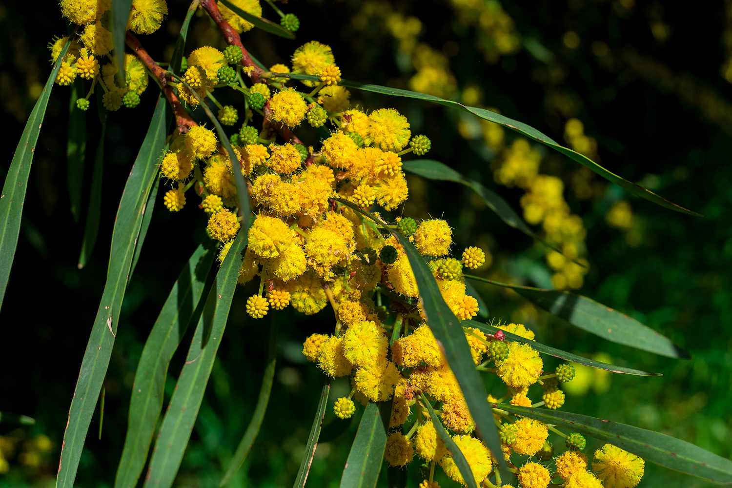 Acacia Dealbata mimosa