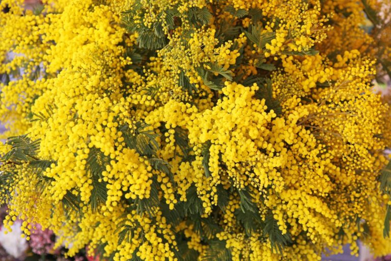 Le mimosa du 8 mars ? Magnifique, mais saviez-vous qu’elle est considérée comme une espèce envahissante ?