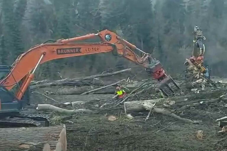 Les bulldozers démolissent la forêt riveraine de la vallée de l'Isarco, habitat des hérons cendrés et des espèces protégées : « 100 ans effacés en 2 heures »