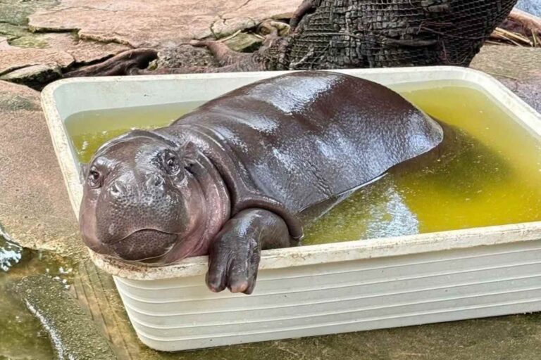 Les conditions de Moo Deng, la star du web hippopotame pygmée (immergé dans la boue et les excréments d'un zoo) sont préoccupantes