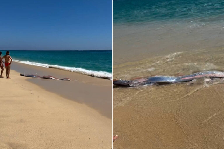 Deux « poissons de l'apocalypse » très rares trouvés sur une plage du Mexique : pourquoi sont-ils considérés comme des présages de désastre ?