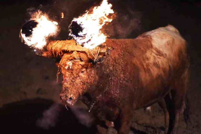 Fini les taureaux obligés de courir (terrifiés) avec des cornes brûlantes ! Arrêtons la tradition infernale du Taureau du Jubilo en Espagne