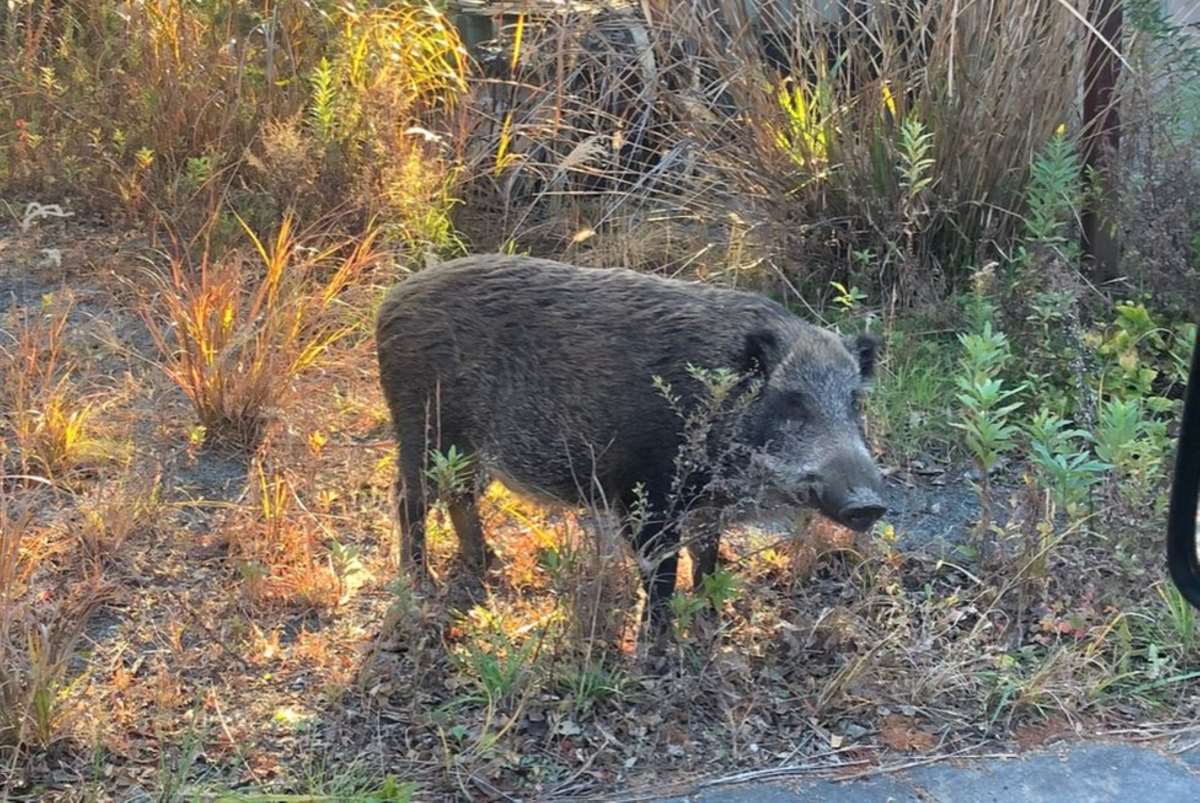 cochons de Fukushima