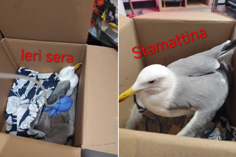 Il trouve une mouette ivre dans le coma alcoolique à Savone et la sauve : l'épisode insolite (qui nous rappelle une erreur qu'il ne faut jamais commettre)