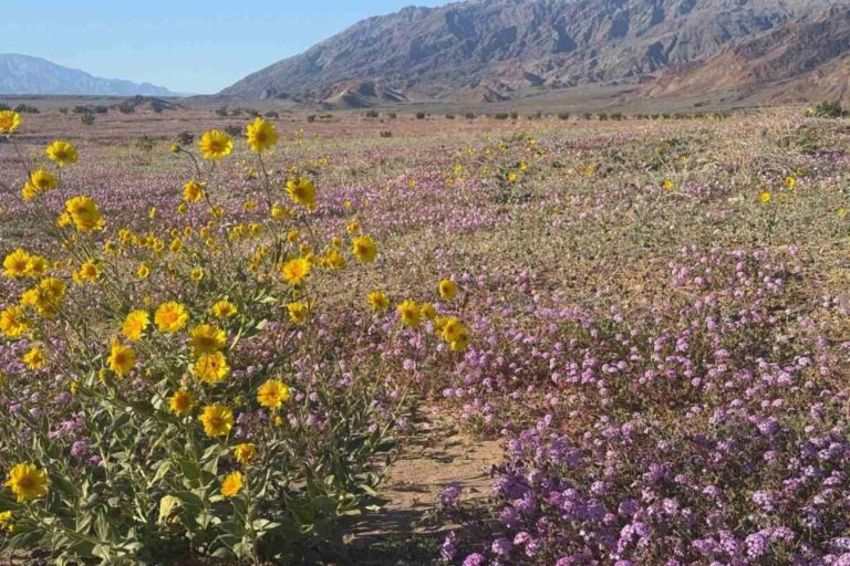 L'endroit le plus sec d'Amérique du Nord devient une mer de couleurs grâce à une floraison très rare : les images spectaculaires de la Vallée de la Mort