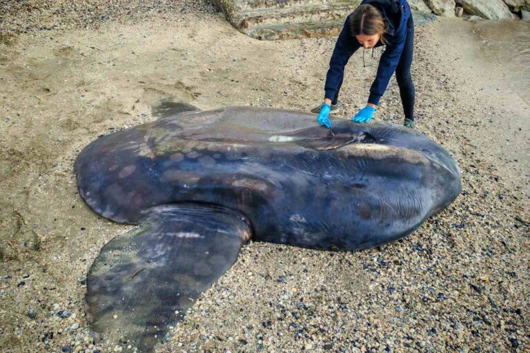 Un énorme (et rare) crapet de 400 kg trouvé échoué à Marina di Ravenna : la cause du décès est un mystère