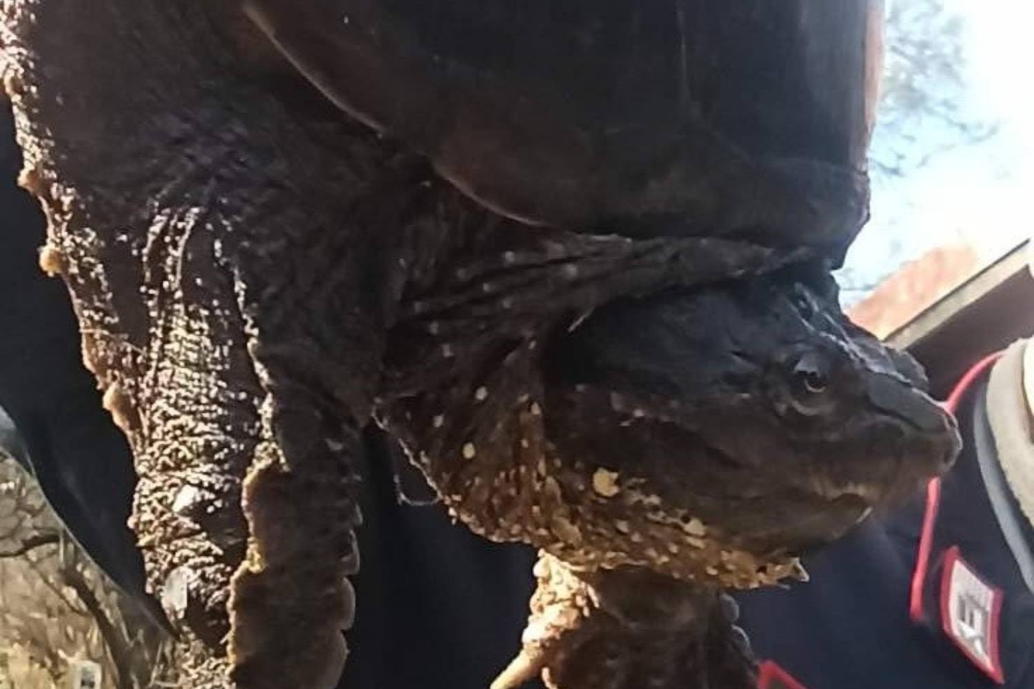 Tartarughe azzannatrici