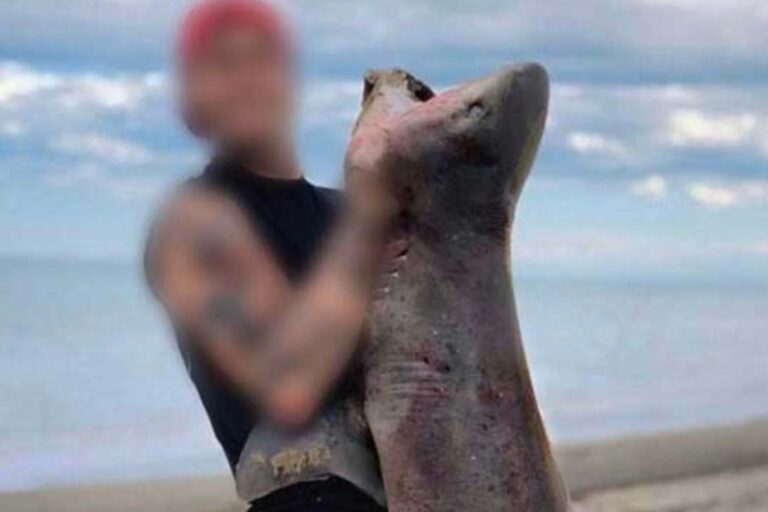 Un pêcheur attrape un requin léopard, une espèce protégée en Argentine : la première enquête criminelle de l'histoire du pays est déclenchée