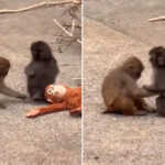 Punch n'est plus seul : le petit macaque japonais a trouvé un camarade de jeu (mais une triste vie l'attend)