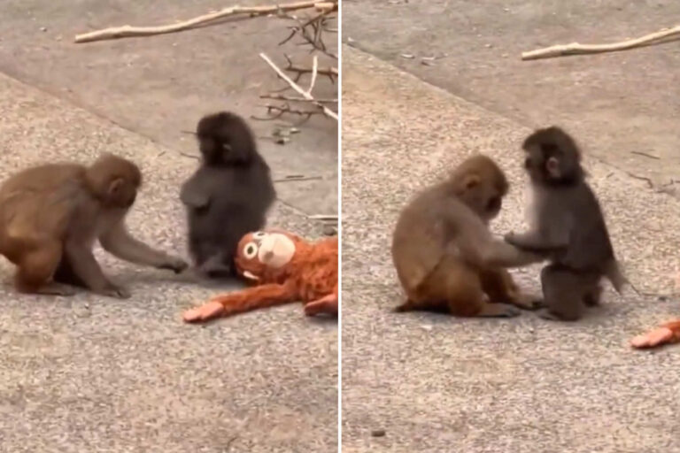 Punch n'est plus seul : le petit macaque japonais a trouvé un camarade de jeu (mais une triste vie l'attend)