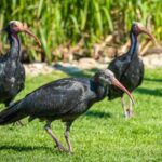 Quelle est cette histoire d'invasion de l'Ibis chauve qui crée des problèmes à la base militaire d'Aviano