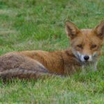 Tuer des animaux considérés comme « nuisibles » ne marche pas, bien au contraire : on en a la confirmation (et cela coûte 8 fois plus de dégâts causés)