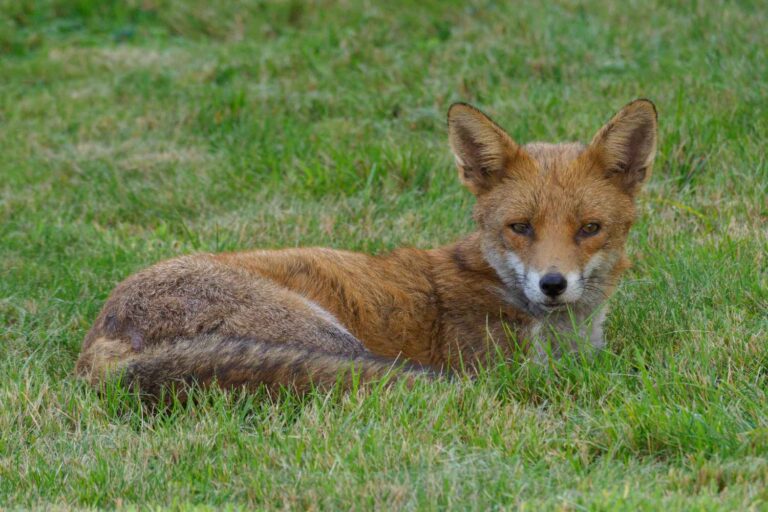 Tuer des animaux considérés comme « nuisibles » ne marche pas, bien au contraire : on en a la confirmation (et cela coûte 8 fois plus de dégâts causés)